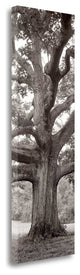 "Hampton Field Tree - 2" By Alan Blaustein, Giclee Print on Gallery Wrap Canvas
