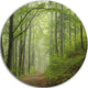 Early Green Fall Forest, Landscape Photo Disc Metal Wall Art, 36"