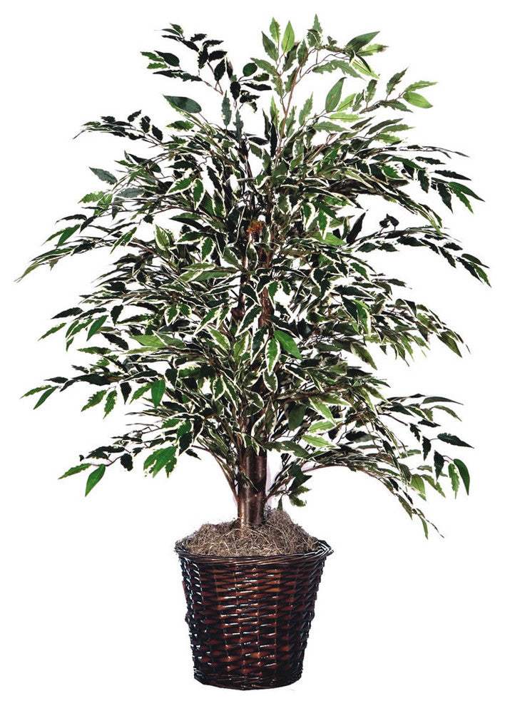 4' Variegated Smilax Bush