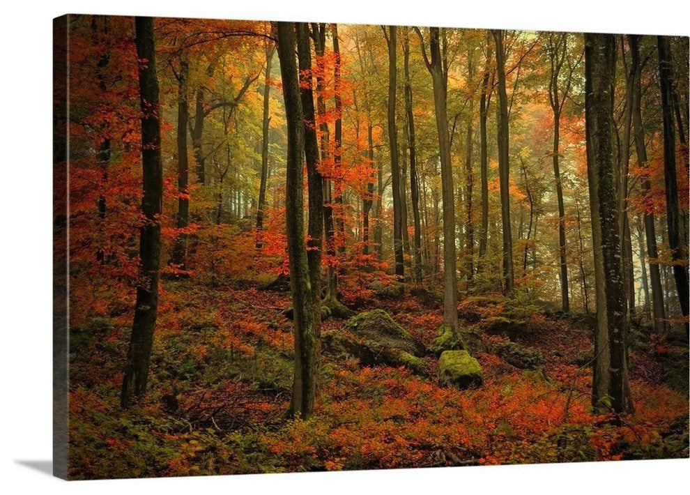 "Transformation Fall" Wrapped Canvas Art Print, 48"x32"x1.5"