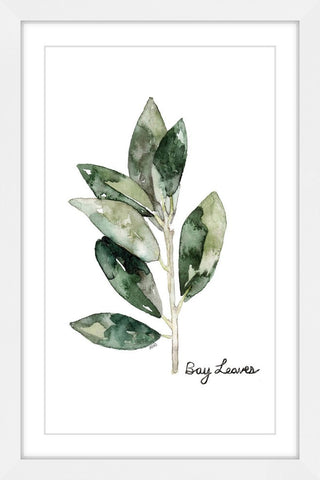 "Herb Bay Leaves" Framed Print by Rachel Byler