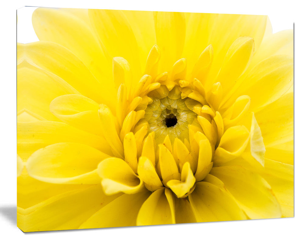 Yellow Chrysanthemum Gold Flower, Flower Artwork on Canvas, 60"x28"