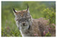 "Canada Lynx portrait, North America" Paper Print by Tim Fitzharris, 26"x18"