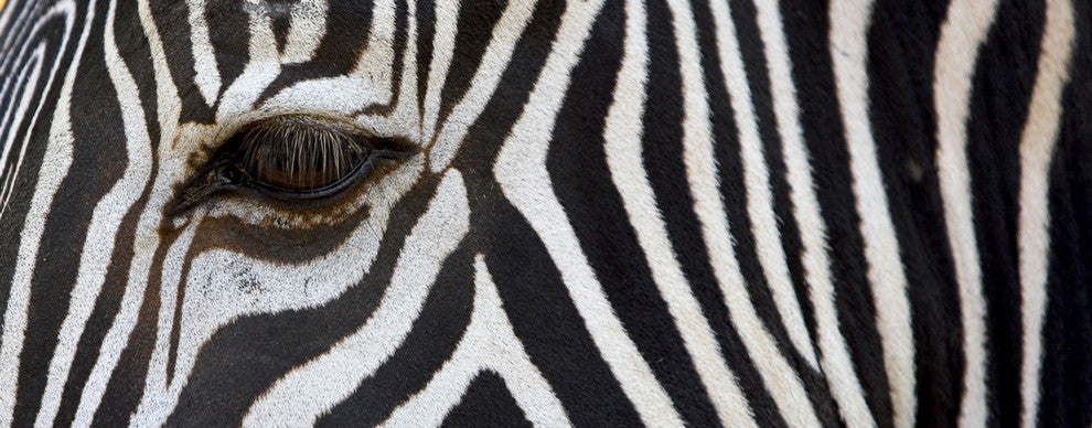 "Zebra" Tempered Glass Wall Art