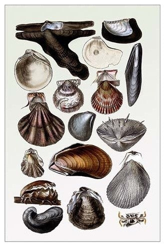 Shells: Monomyaria #2- Gallery Wrapped Canvas Art 28" x 42"