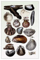 Shells: Monomyaria #2- Gallery Wrapped Canvas Art 28" x 42"