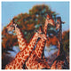 Four Prairie Giraffes Canvas Wall Art