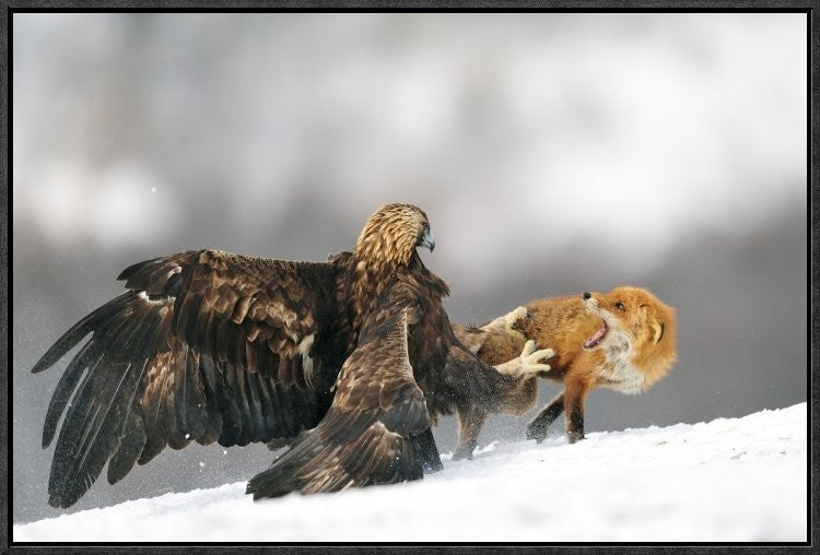 "Golden Eagle And Red Fox" Framed Canvas Giclee by Yves Adams, 25x17"