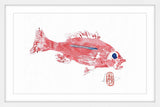 "Rose Snapper" Framed Painting Print, 36"x24"