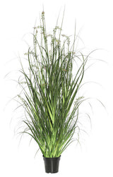 48" Green Sheep'S Grass In Pot