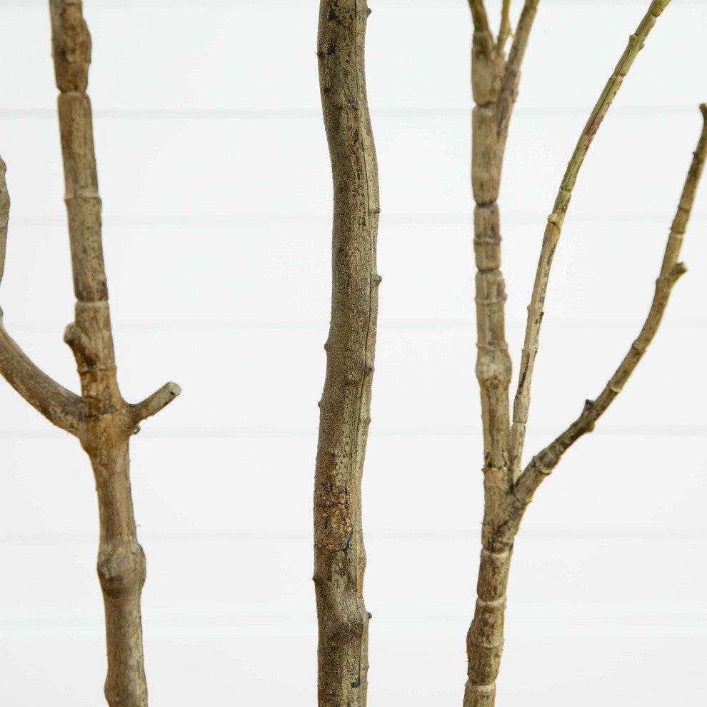Close-up of trunk/branches on white background (alternate_white_close).