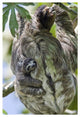 "Brown-throated Sloth mother, baby, Aviarios Sloth Sanctuary" Paper Art, 22"x32"
