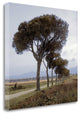 "Tuscan Fatorria Strada No. 1" By Alan Blaustein, Giclee on Gallery Wrap Canvas