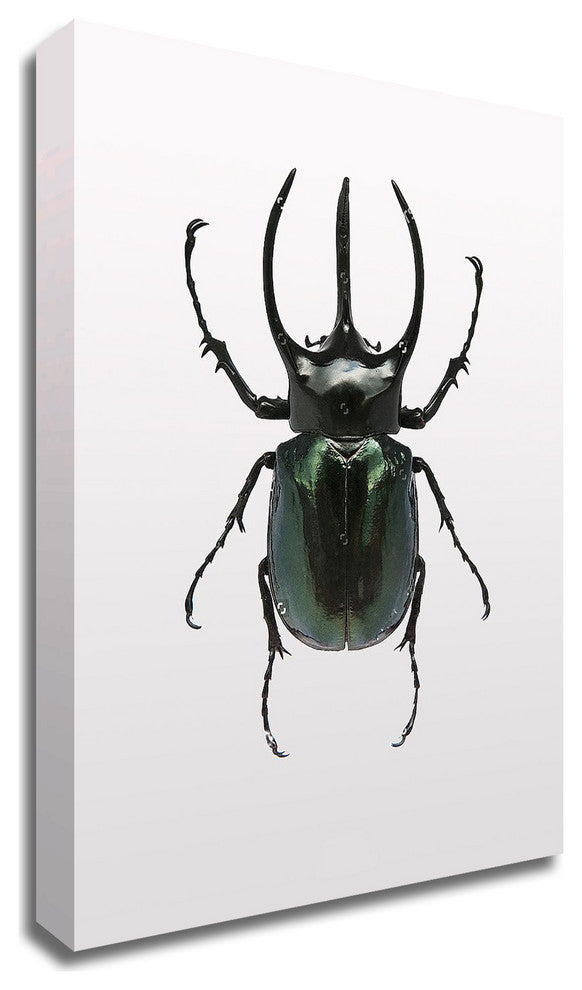 Beetle 2 by Design Fabrikken, Print on Canvas, 25"x35"