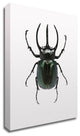 Beetle 2 by Design Fabrikken, Print on Canvas, 25"x35"