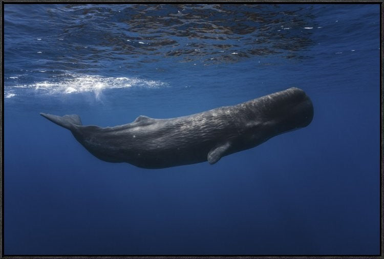"Sperm Whale" Framed Canvas Giclee by Barathieu Gabriel, 37x25"