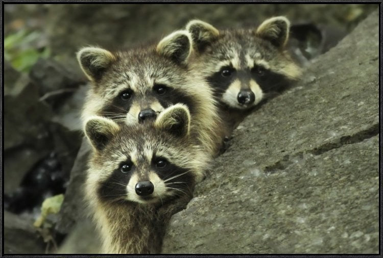 "Tres Banditos" Framed Canvas Giclee by Mircea Costina, 37x25"