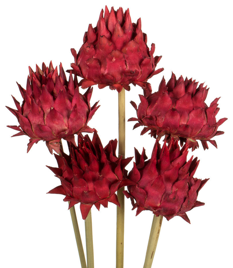Vickerman 15" Artichoke Head With Reed Stem, Dried