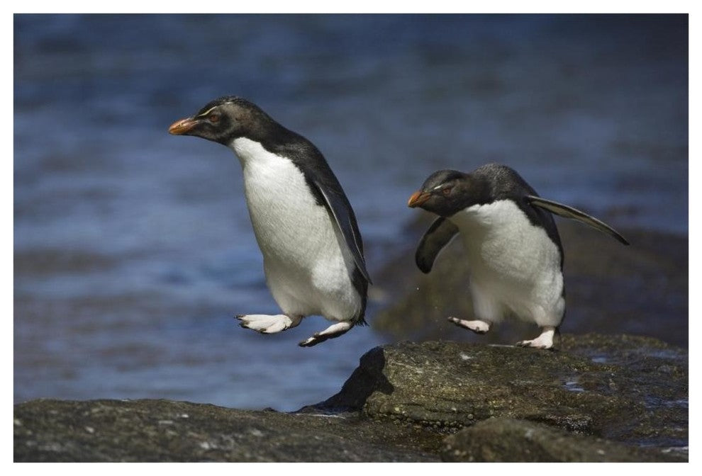 "Rockhopper Penguin hopping, New Island, Falkland Islands" Paper Art, 62"x42"