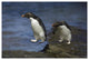 "Rockhopper Penguin hopping, New Island, Falkland Islands" Paper Art, 62"x42"