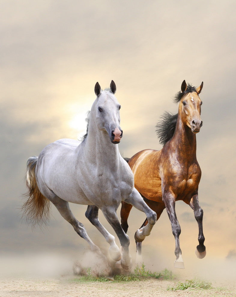 "Wild and Free" Tempered Glass Wall Art