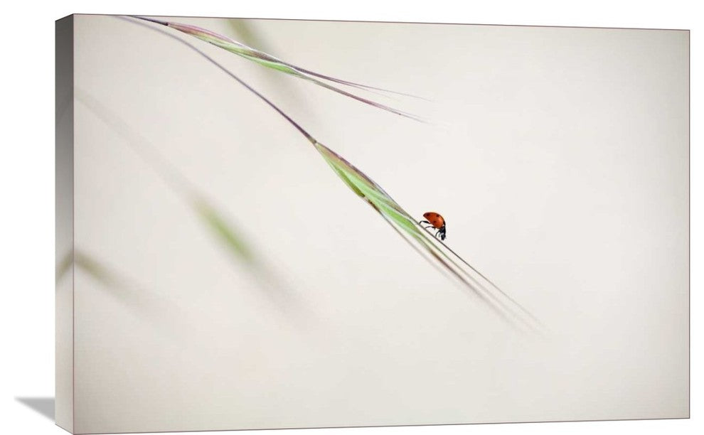 "Untitled" Stretched Canvas Giclee by Anna Cseresnjes, 30"x20"