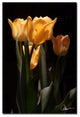 'Tulips Blooms VI' Canvas Art by Martha Guerra