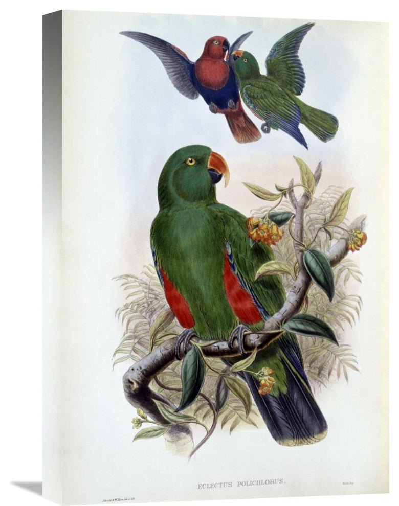 "Green Lory" Artwork, 15"x22"