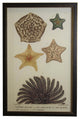 Sea Creature Print XXIII, Copper And Black Shadowbox