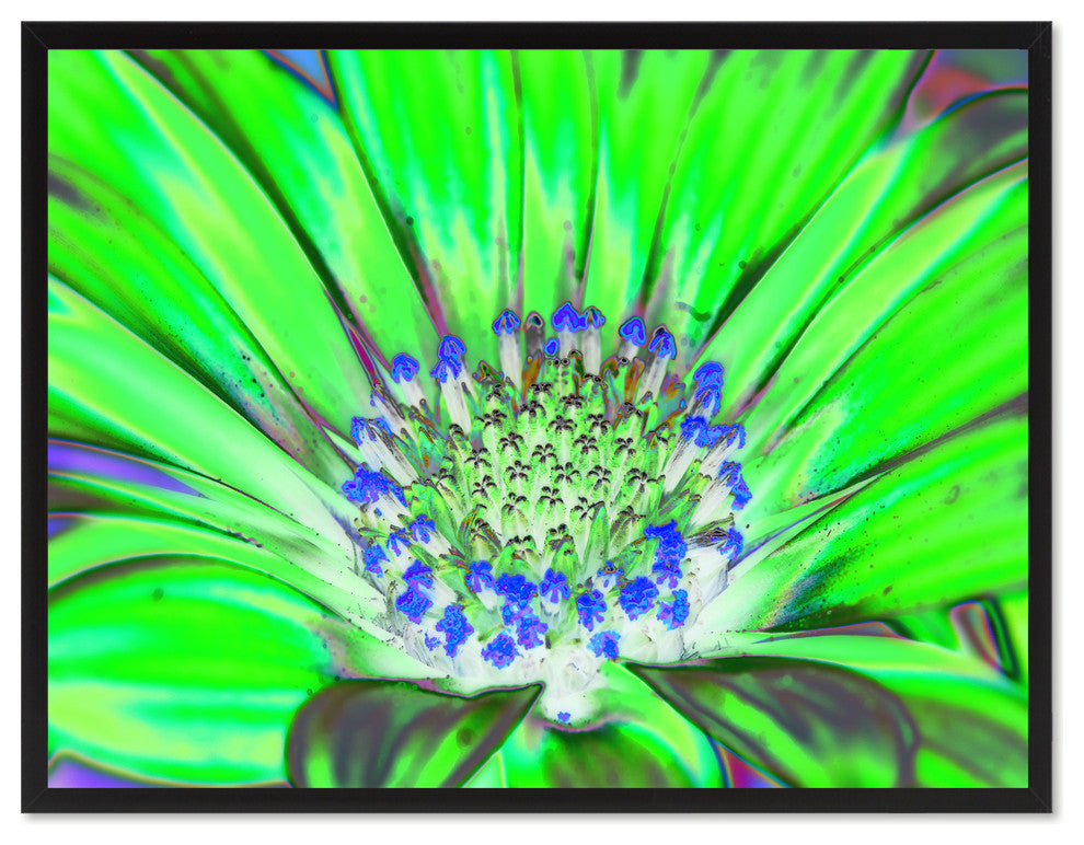 Green Gazania Flower Print on Canvas with Picture Frame, 22"x29"