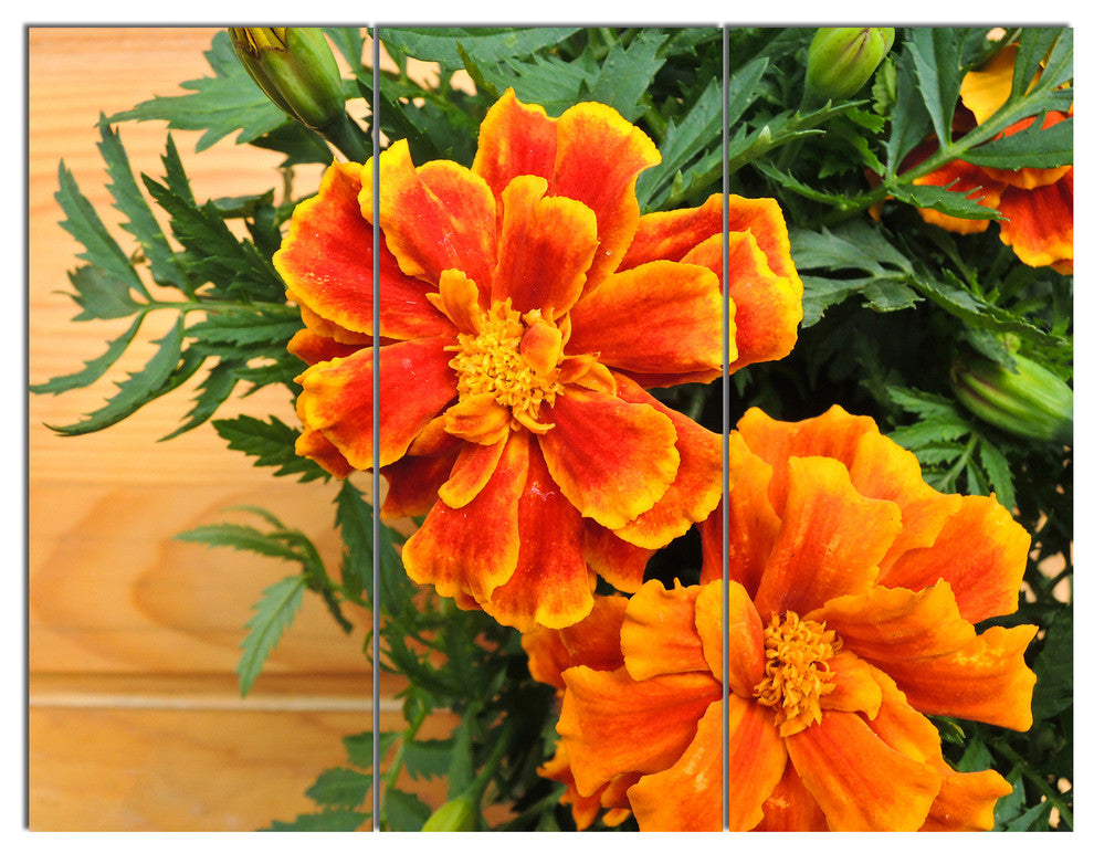 Marigold Flower on Wooden Background, Floral Canvas Art Print, 36x28, 3 Panels