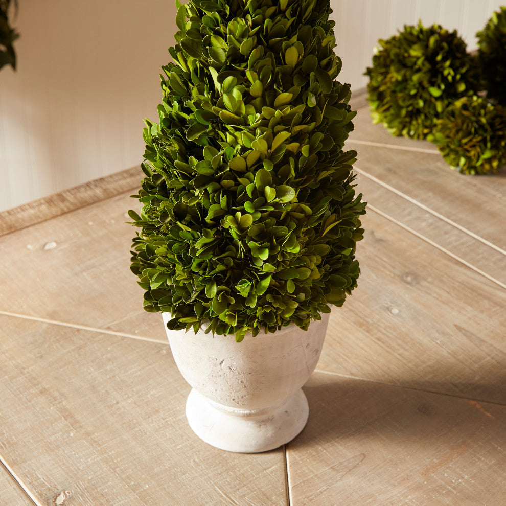 Boxwood Cone Topiary, Pot