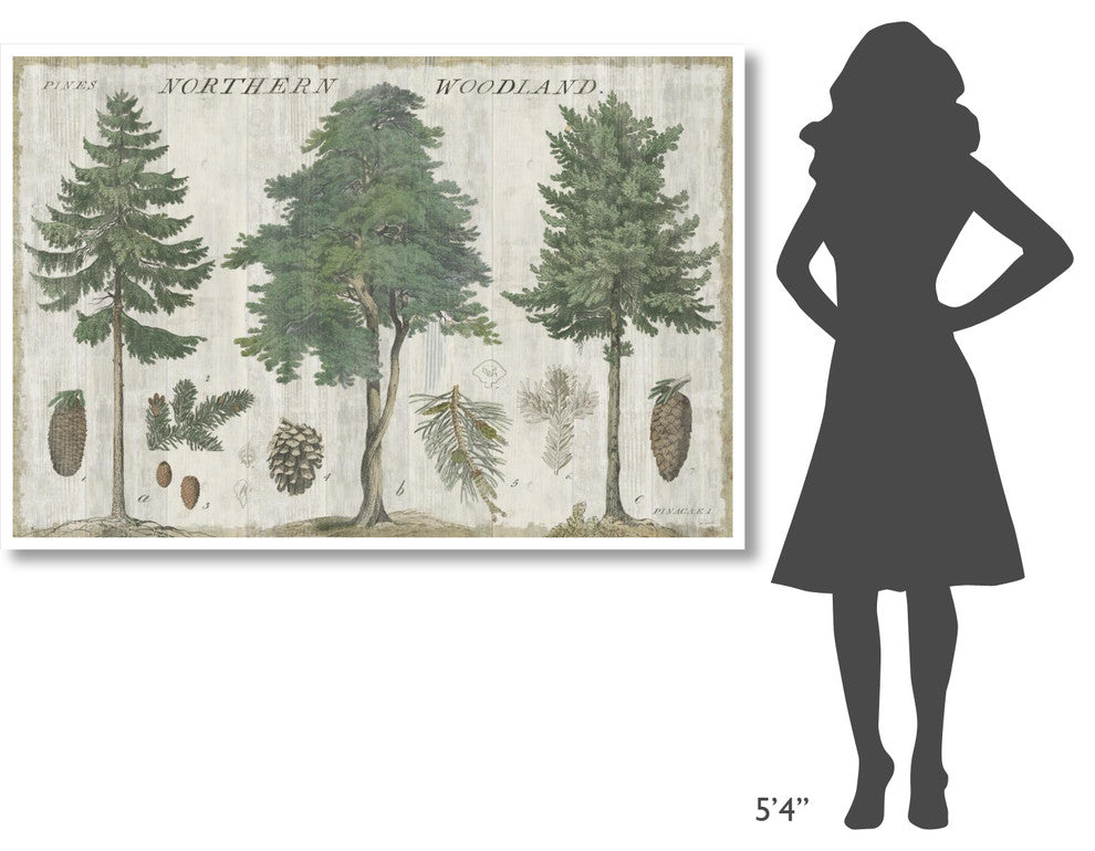 "Woodland Chart I" Digital Paper Print by Sue Schlabach, 62"x42"