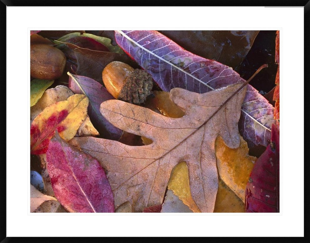 Acorns, Oak, Cherry and Sumac, Fall, Petit Jean State Park, Arkansas, 38"x30"