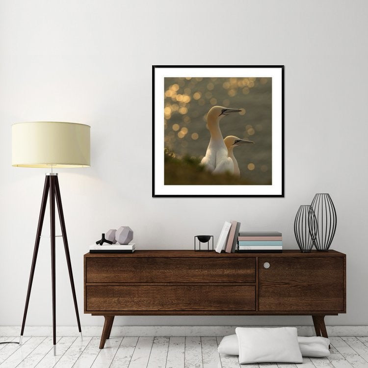 "Gannets In Sunset" Framed Digital Print by Karen Kolbeck, 44x44"