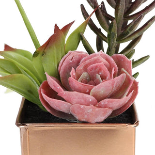 Close-up of the pink succulent and leaves on a white background (alternate_white_close).
