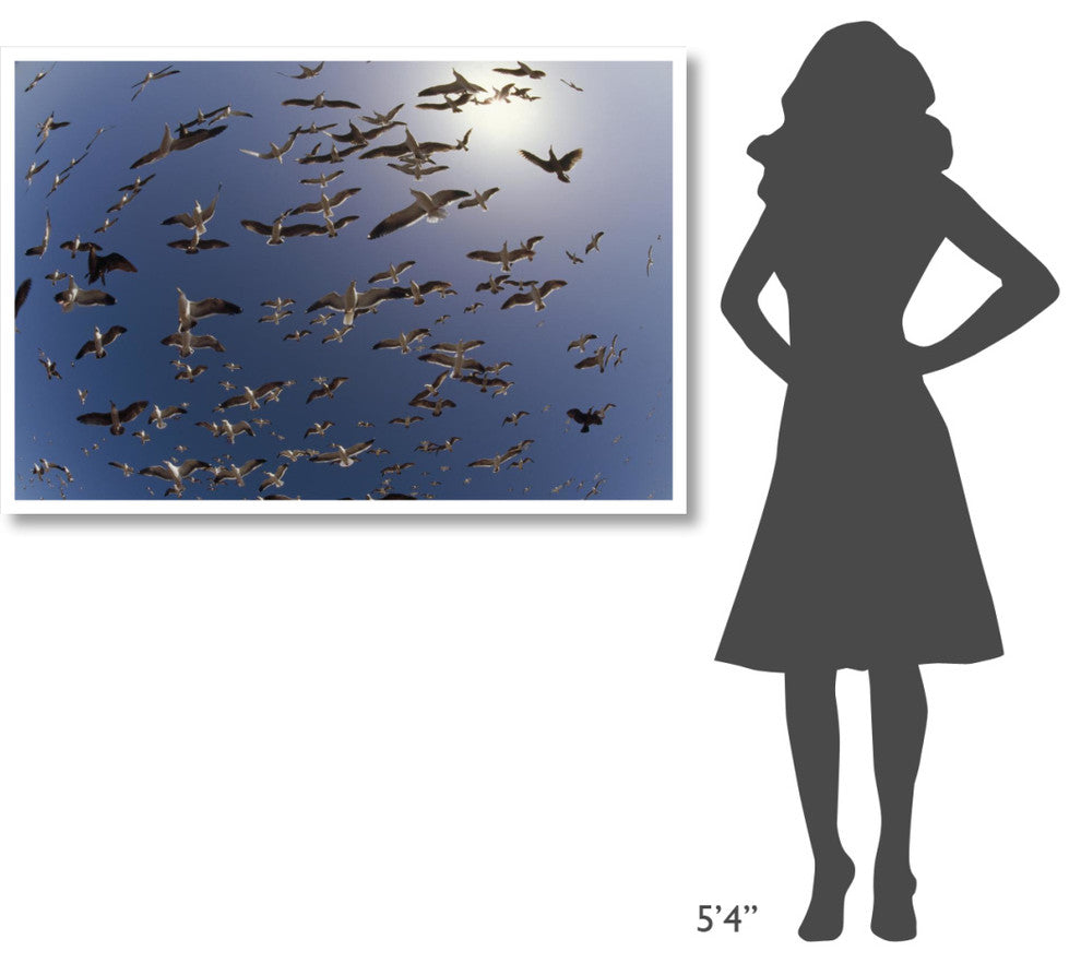 "Western Gulls flying, North America" Paper Print by Tim Fitzharris, 50"x34"