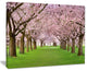 "Stunning Cherry Blossoms Plenitude" Landscape Art Print Canvas, 20"x12"