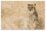 "Cheetahs" by Robert Harding Picture Library, Canvas Art, 30"x47"