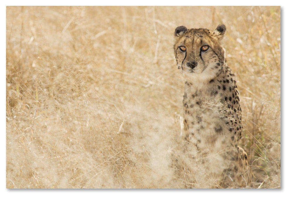"Cheetahs" by Robert Harding Picture Library, Canvas Art, 30"x47"