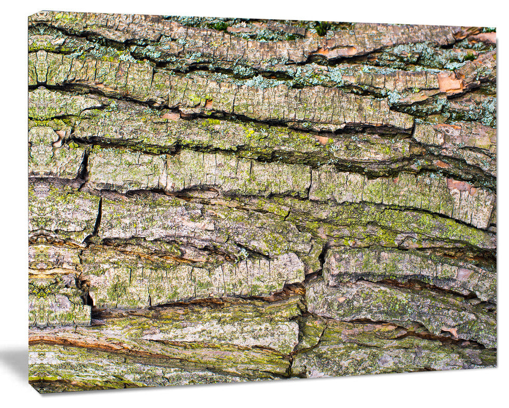Thick Tree Skin Close Up, Floral Canvas Art Print, 40"x30"