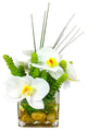 Phalaenopsis Orchid With Succulents in 4" Cube Vase, White