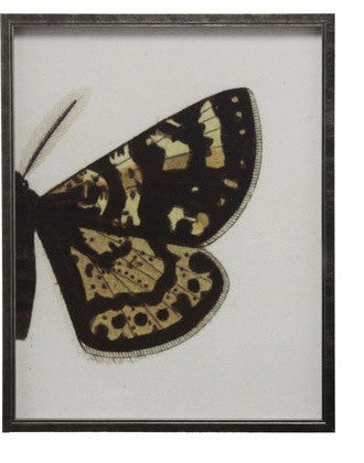 Split Black And Brown Butterfly, Pewter Shadowbox, Left, Right