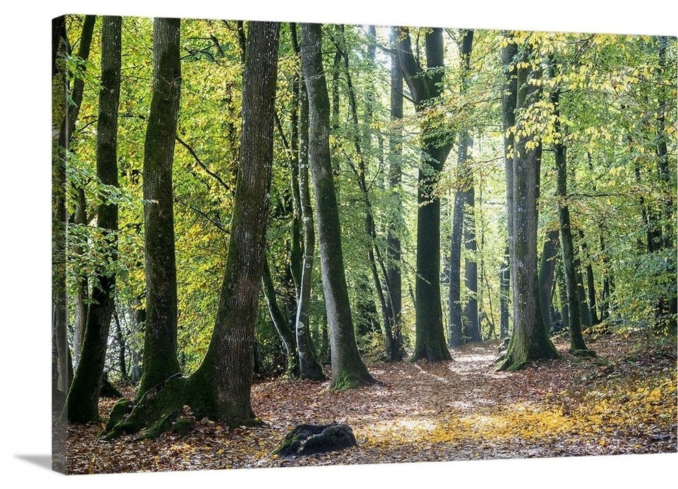 "Autumn Walk" Wrapped Canvas Art Print, 36"x24"x1.5"
