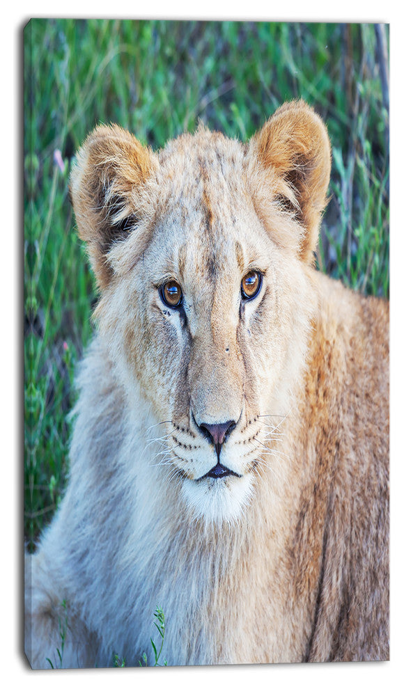 Large Lion Relaxing in Forest, African Wall Art Print, 16"x32"