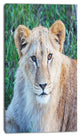 Large Lion Relaxing in Forest, African Wall Art Print, 16"x32"