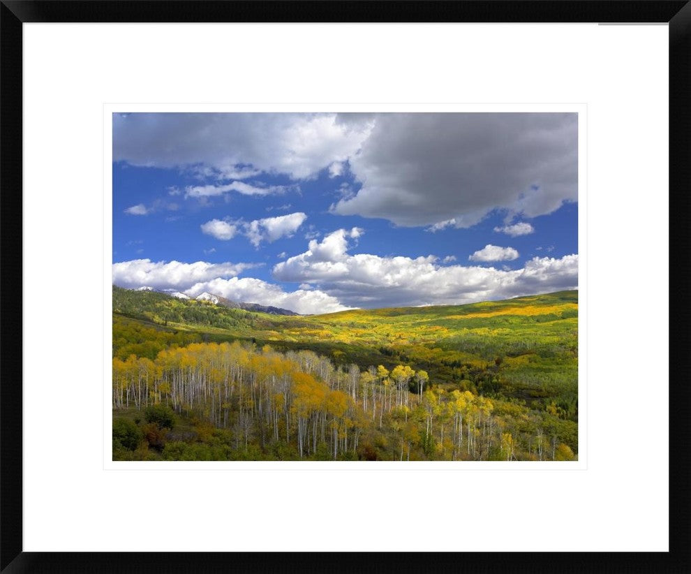 "Gunnison National Forest in fall, Colorado"  by Tim Fitzharris, 24x20"