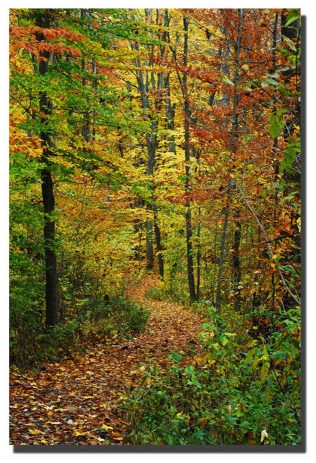 'Fall Trail' Canvas Art by Kurt Shaffer