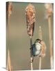 "Marsh Wren Singing While Perching On A Common Cattail, North America" Artwork