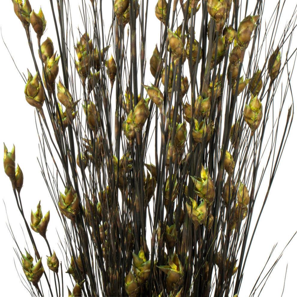 Vickerman H1Bfl100 36-40" Basil Bell Grass With Seed Pods, Bundle, Preserved